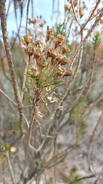 Euryops thunbergii, photographed by Jacques van der Merwe
