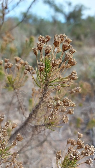 Euryops thunbergii, photographed by Jacques van der Merwe