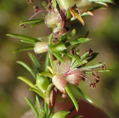 Cliffortia filifolia, photographed by Nicola van Berkel