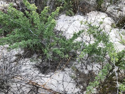Asparagus capensis, photographed by Caroline Voget