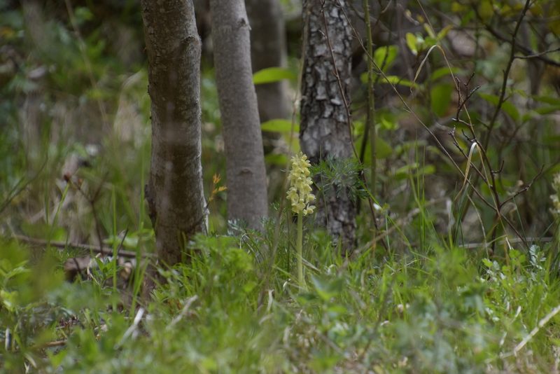 Orchis pallens, photographed by Felicia Seichter