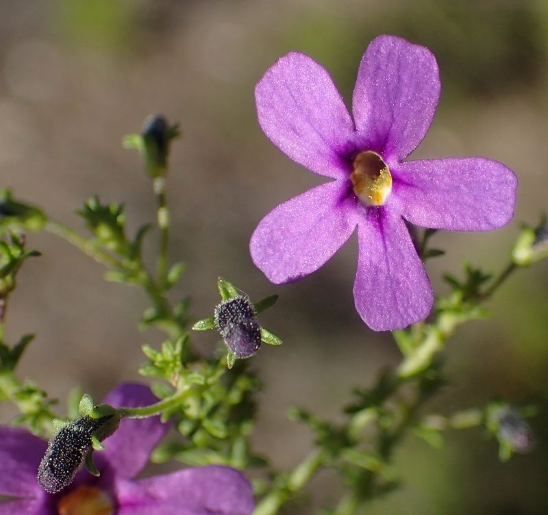 Jamesbrittenia tenuifolia, photographed by Nicola van Berkel