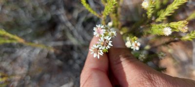Staavia radiata, photographed by sharndreheuvel