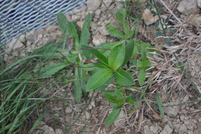 Coprosma robusta, photographed by Tony Wills