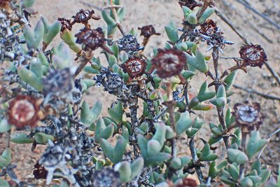 Smicrostigma viride, photographed by Di Turner