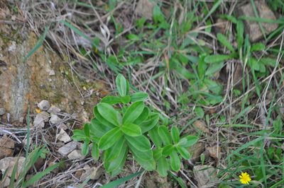 Veronica stricta, photographed by Tony Wills