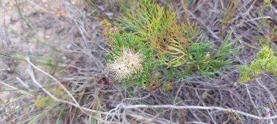 Pteronia tenuifolia, photographed by sharndreheuvel
