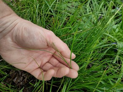 Carex remota, photographed by Ben Deed