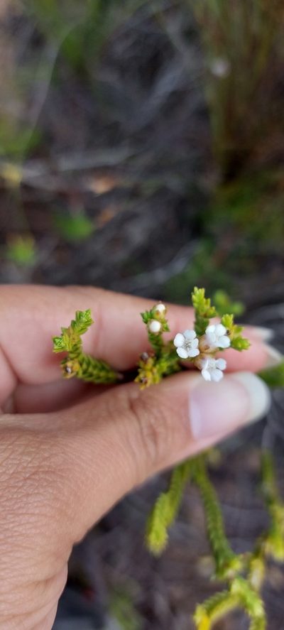 Euchaetis burchellii, photographed by sharndreheuvel