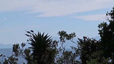 Aloe ferox, photographed by Di Turner