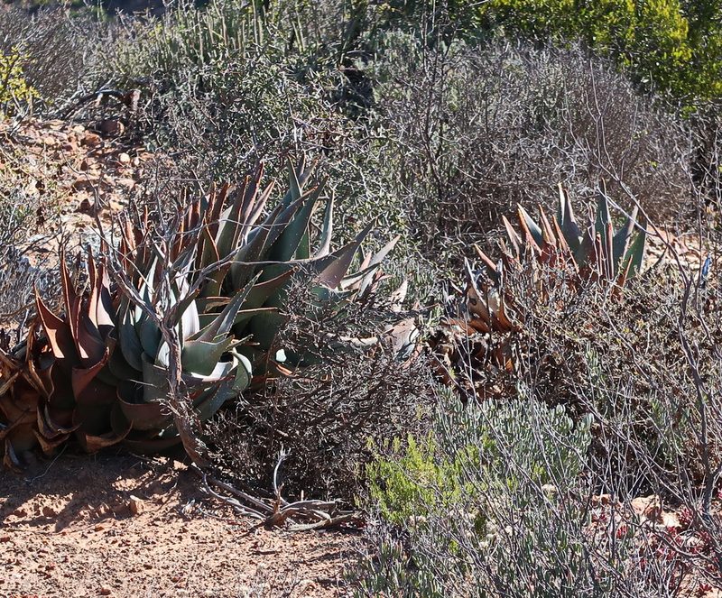 Aloe comptonii, photographed by Di Turner