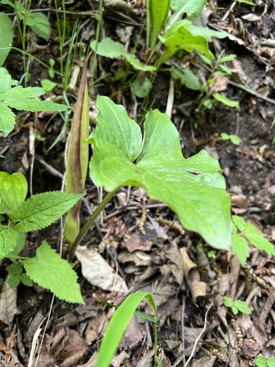 Arum megobrebi, photographed by dschigel