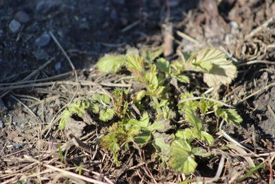 Geum aleppicum, photographed by Tatiana Strus