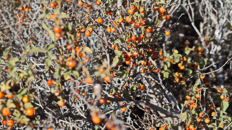Solanum tomentosum, photographed by Di Turner
