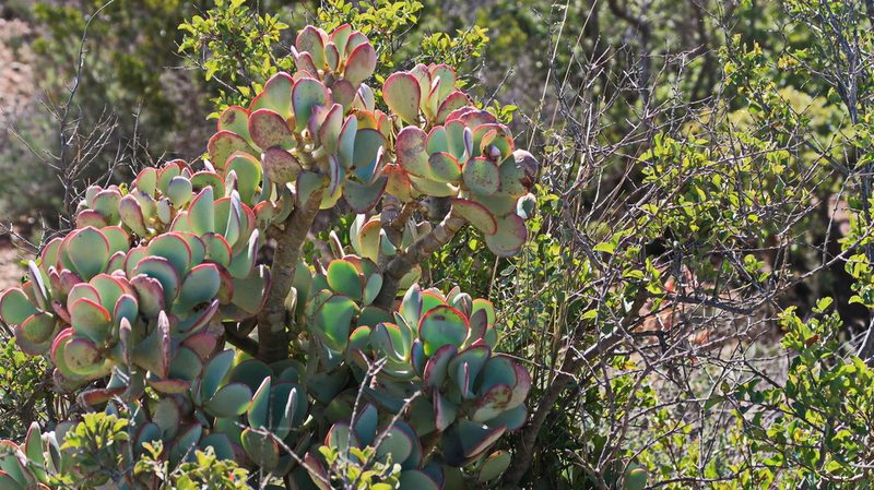 Crassula arborescens, photographed by Di Turner