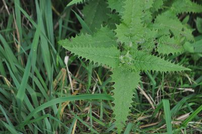 Urtica ferox, photographed by Tony Wills
