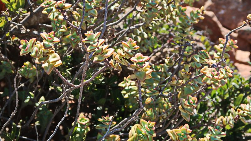 Crassula rupestris, photographed by Di Turner
