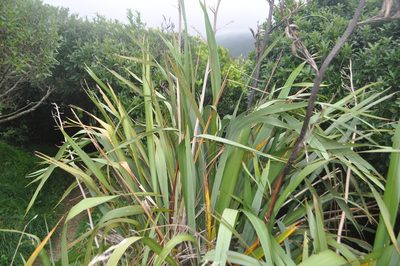 Phormium tenax, photographed by Tony Wills