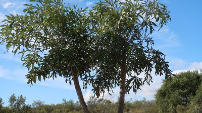 Cussonia spicata, photographed by Di Turner
