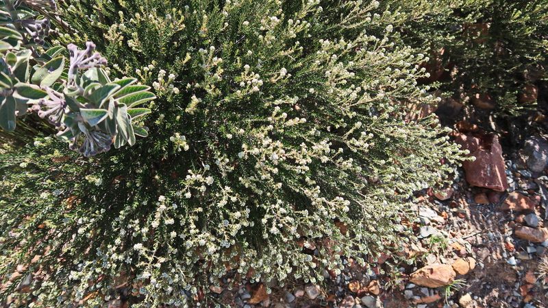 Gomphocarpus cancellatus, photographed by Di Turner