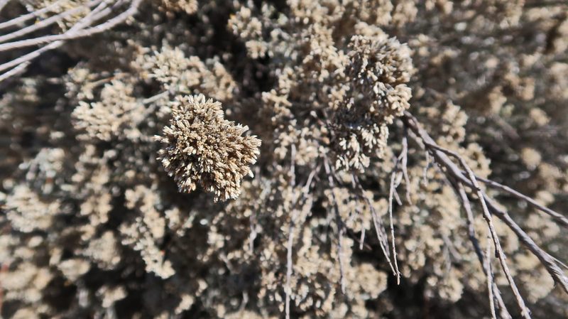 Helichrysum zeyheri, photographed by Di Turner