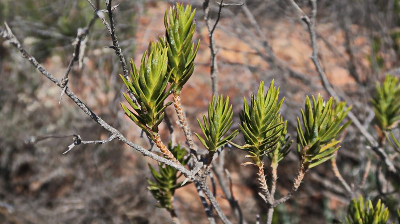 Pteronia fasciculata, photographed by Di Turner