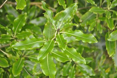 Pittosporum eugenioides, photographed by Tony Wills