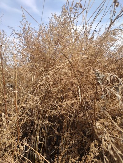Artemisia scoparia, photographed by Юлия