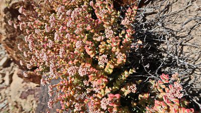 Crassula rupestris, photographed by Di Turner