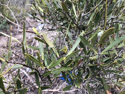 Olea exasperata, photographed by Caroline Voget