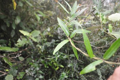 Parsonsia heterophylla, photographed by Tony Wills