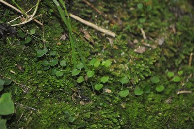 Stellaria parviflora, photographed by Tony Wills