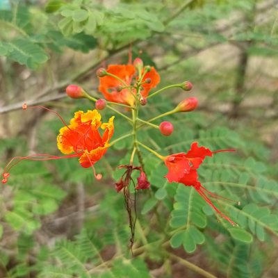 Caesalpinia pulcherrima, photographed by Noeleen du Toit