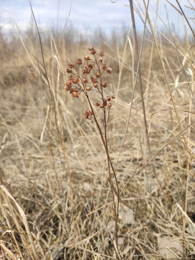 Lysimachia davurica, photographed by Юлия