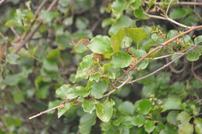 Muehlenbeckia australis, photographed by Tony Wills