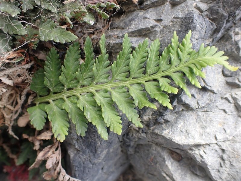Asplenium appendiculatum, photographed by Shaun