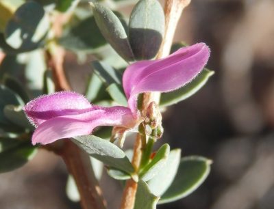 Indigofera denudata, photographed by Charles Stirton