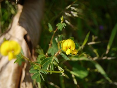 Smithia setulosa, photographed by Dinesh Valke