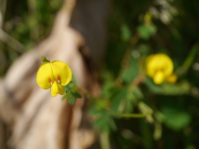 Smithia setulosa, photographed by Dinesh Valke