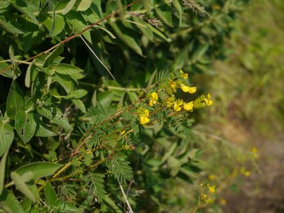 Smithia setulosa, photographed by Dinesh Valke