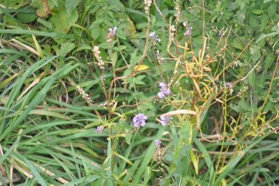 Linaria purpurea, photographed by Tony Wills