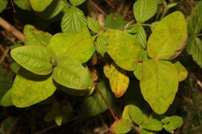 Hypericum androsaemum, photographed by Stephen James McWilliam
