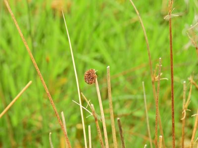 Juncus conglomeratus, photographed by Susan Marley