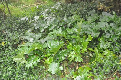 Acanthus mollis, photographed by Tony Wills