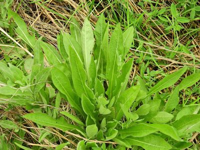 Centaurea nigra, photographed by Susan Marley