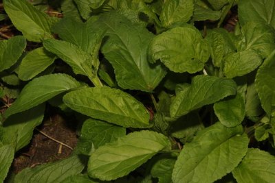 Scrophularia auriculata, photographed by Stephen James McWilliam