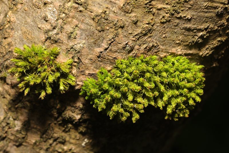 Bryomyces phyllanthus, photographed by Stephen James McWilliam