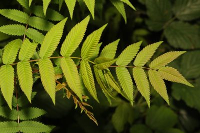 Sorbaria sorbifolia, photographed by Stephen James McWilliam