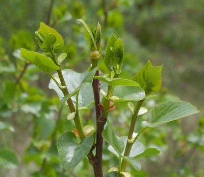 Alnus cordata, photographed by Jon Mortin