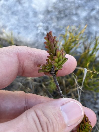 Hermannia concinnifolia, photographed by Charleen Brunke